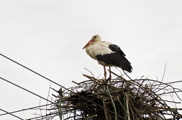 white Stork, Ciconia ciconia