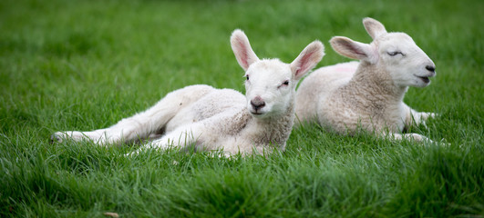 Naklejka na ściany i meble Spring lambs relaxing in a green field