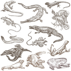 Fototapeta premium Lizards - An hand drawn pack, freehands