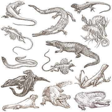 Lizards - An hand drawn pack, freehands