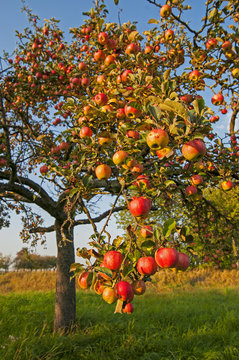 apple's at appletree 