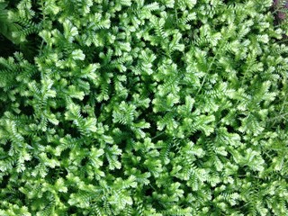 Obraz premium シダ植物の葉