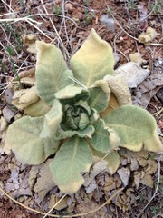 毛の生えた葉の植物