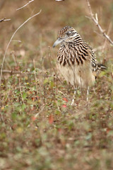 Correcaminos en un rancho en San Antonio
