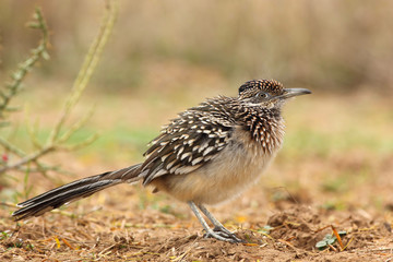 Correcaminos en un rancho en San Antonio