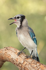 Blue jay en una rama con fondo verde