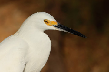 Egret snowy en el lago calavera en San Antonio