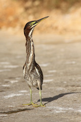 Green heron en el lago calavera en San Antonio