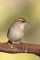 Bewicks wren en una rama