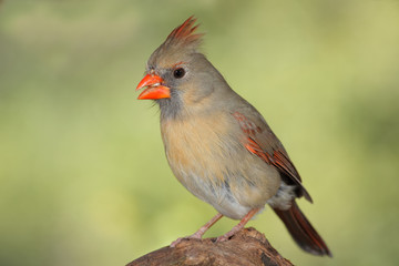Northern cardinal posado en una rama
