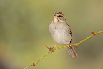Chipping sparrow en una rama de puas
