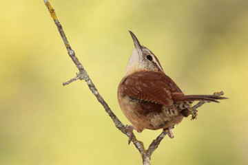 Carolina wren en una rama con líquenes