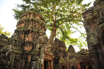 Fototapeta premium Angkor Ta Prohm Temple of Cambodia