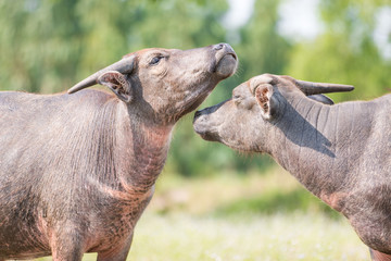 water buffalo eating grass in field