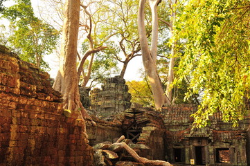 Angkor Ta Prohm Temple of Cambodia