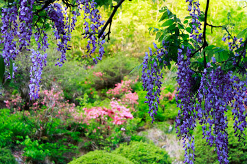 Wild wisteria with orange azalea in a Japanese forest