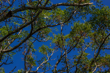 Céu azul e flora