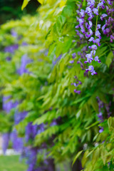 full-blown wisteria in a Japanese forest