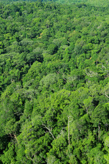 Aerial view of forest, Thailand