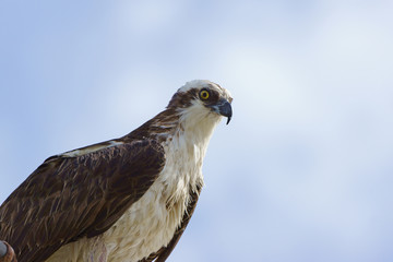 Osprey bird at Florida swamp