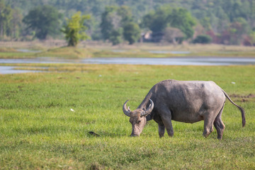 Obraz premium water buffalo eating grass in field