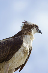 Osprey bird at Florida swamp