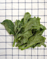 fresh green kale