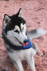 Siberian Husky dog sitting on the beach