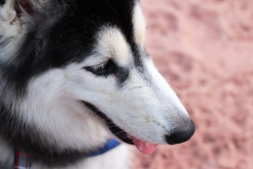 Siberian Husky dog sitting on the beach