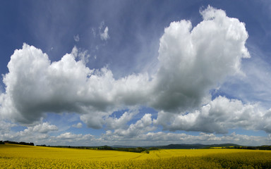 Canola, field and clouds