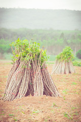 casava farm