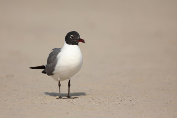 Gaviota reidora sobre la arena en la playa