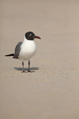 Gaviota reidora en la playa sobre la arena