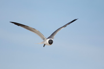 Gaviota reidora en vuelo con plumaje nupcial
