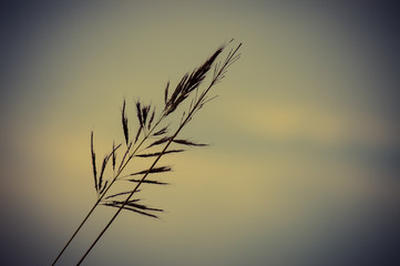 Obraz premium tropical grass