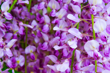Fototapeta premium Beautiful Japanese Wisteria Closeup