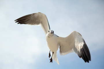 Gaviota en vuelo