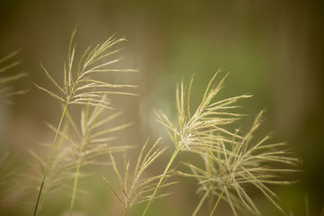 Obraz premium tropical grass