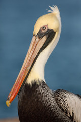 Pelícano marrón en Port Aransas