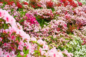 Obraz na płótnie Canvas Field of flowers of Japanese Azalea