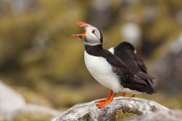 Frailecillo en Islas Farne