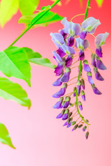 Japanese wild wisteria isolated