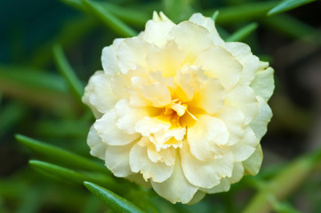 Close Up yellow Common Purslane flower