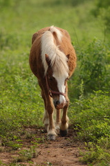 Pony en el rancho entre la hierba