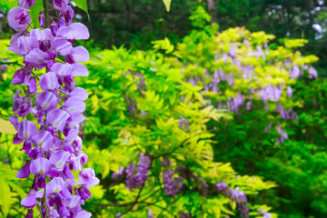 full-blown wisteria in a Japanese forest