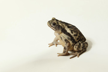 Fototapeta premium Coastal plain en fondo blanco