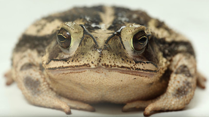 Coastal plain en fondo blanco