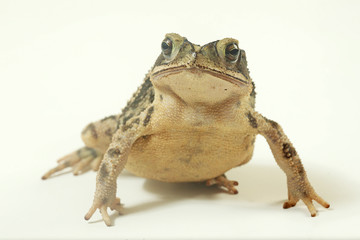 Coastal plain con fondo blanco