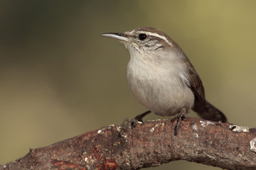 Bewicks wren en una rama