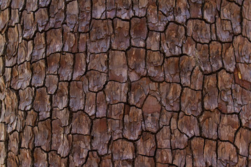 tree bark closeup